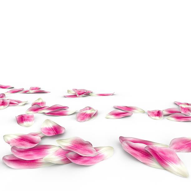 istock Tulip petals fall to the floor 500782506