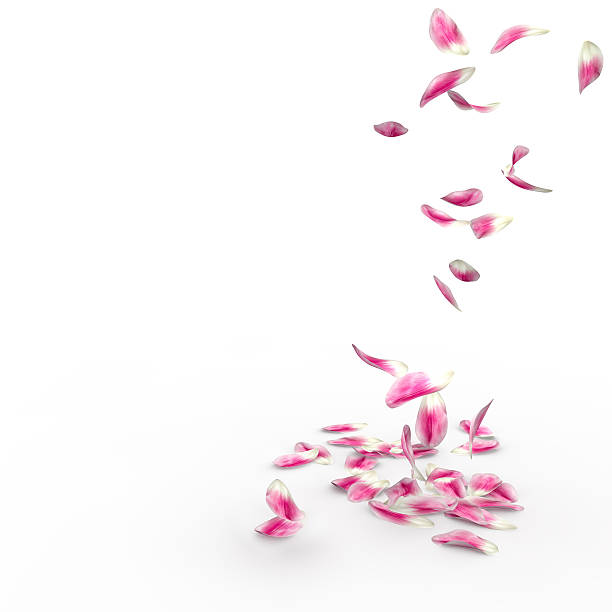 istock Tulip petals fall to the floor 500782646