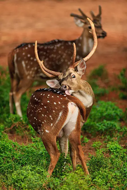 Photo of Deer