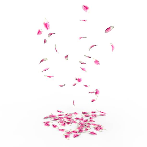 istock Tulip petals fall to the floor 500783370
