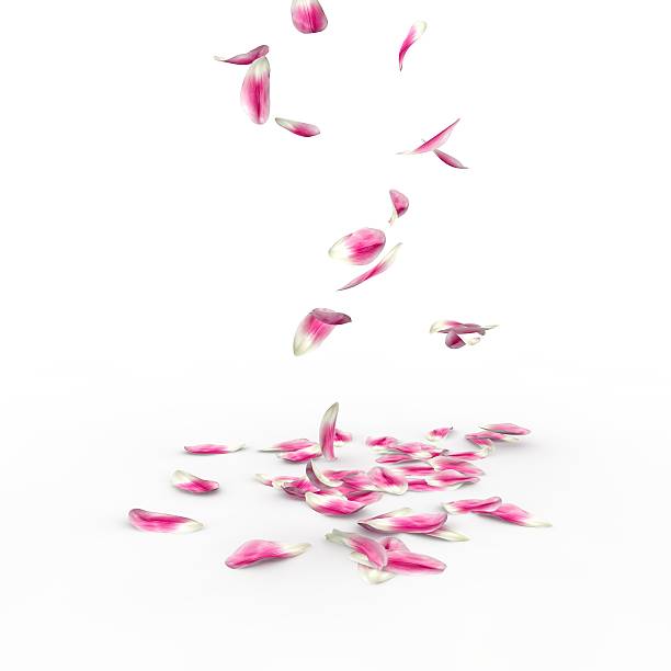 istock Tulip petals fall to the floor 500783622