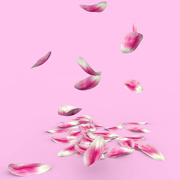 istock Tulip petals fall to the floor 500783794