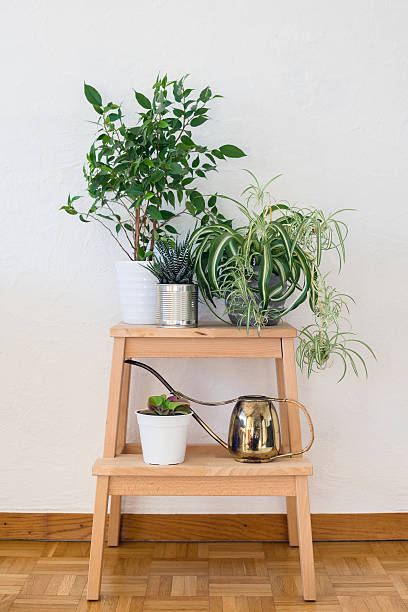 Houseplants and old brass watering can on the wooden stool Houseplants and old brass watering can arranged on the wooden stool spider plant photos stock pictures, royalty-free photos & images