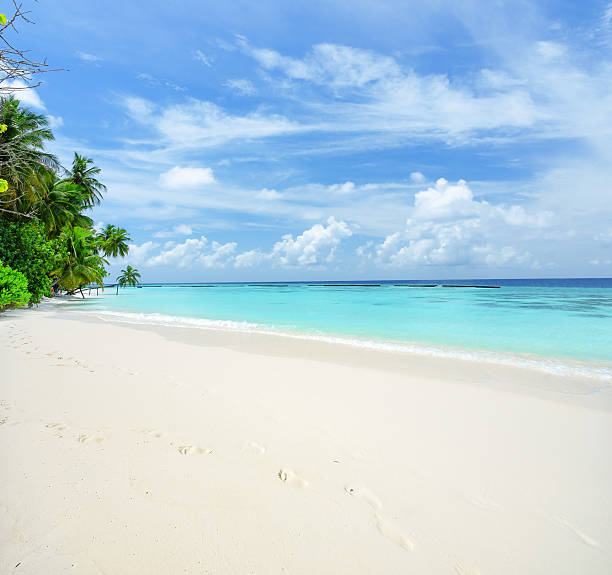 istock Tropical palm beach and green lagoon 500784240