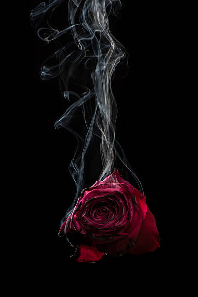 Smoke and Rose. stock photo