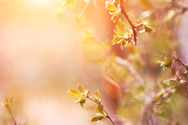 istock twigs at sunrise time 500787437