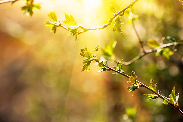 branch with young leaves. spring time - knopp växters utvecklingsstadium bildbanksfoton och bilder