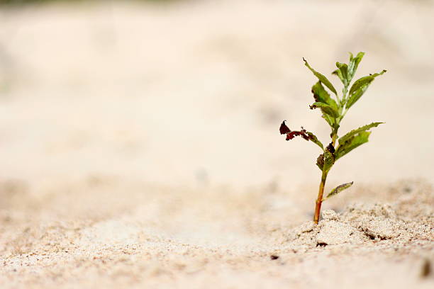 Green plant growing in deserted area
