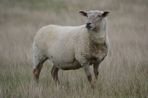A Sheep on the SouthDowns