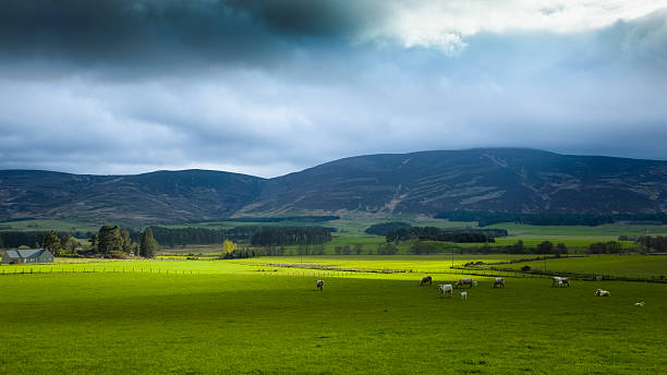 istock Green Pasture in the Scottish Highlands under a Threatening Sky 500788499