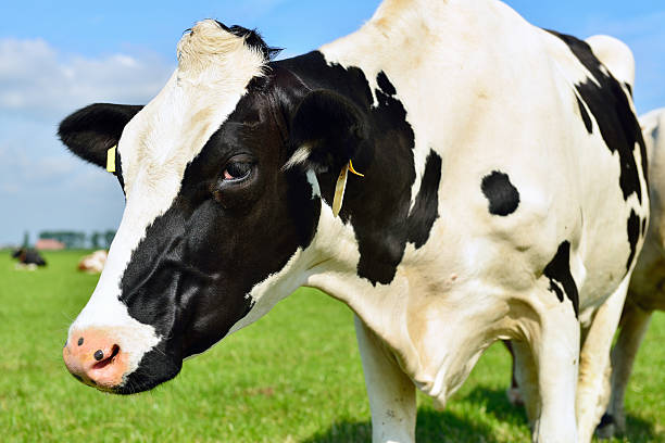 istock close up of a cow 500789173