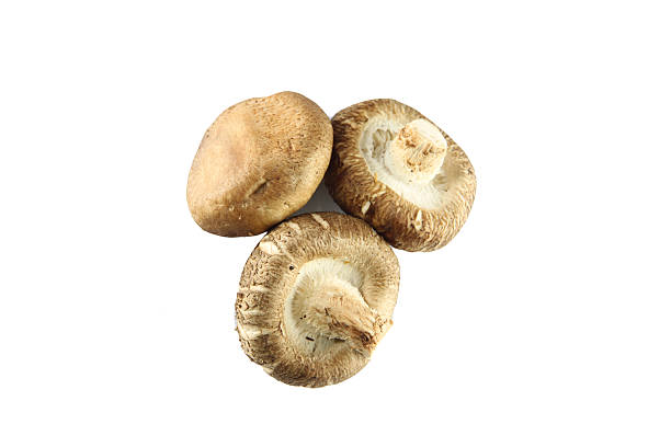 istock shiitake mushrooms of isolated. 500789595