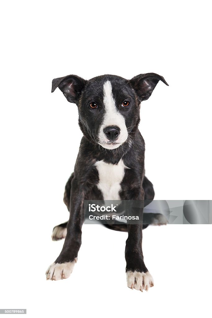 Cucciolo di razza mista su bianco - Foto stock royalty-free di Amicizia