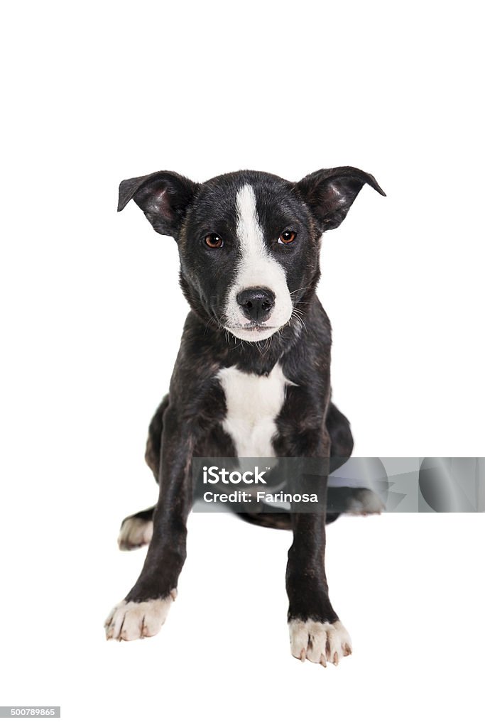 Raça mista cachorrinho em branco - Royalty-free Amizade Foto de stock