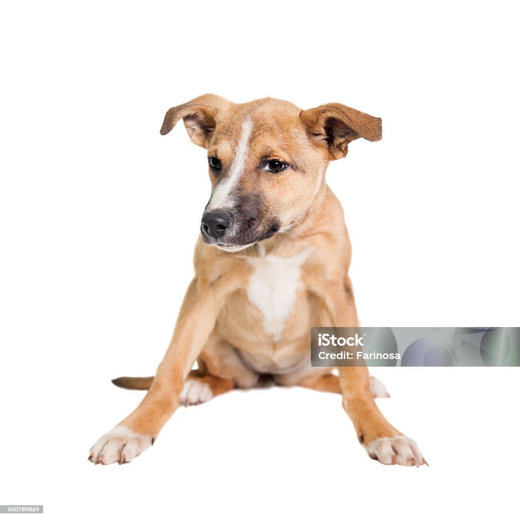 Raça mista cachorrinho em branco - Royalty-free Amizade Foto de stock