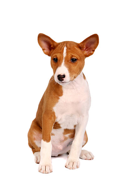 istock Little Basenji puppy on white 500789909