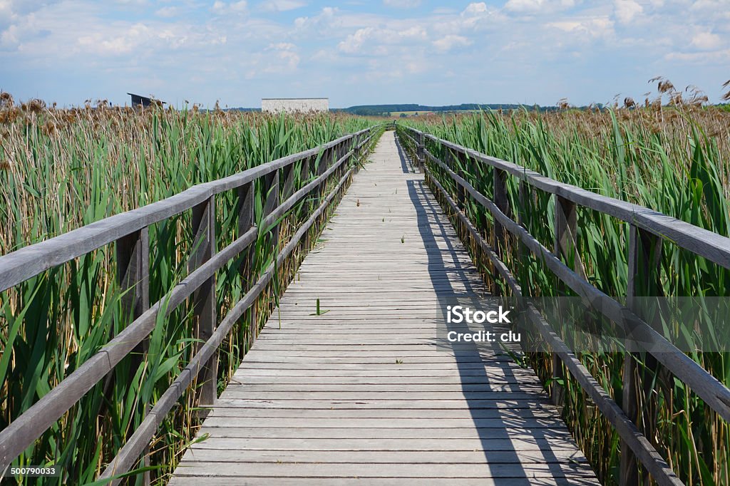 Innombrables Ponton dans la reed - Photo de Allemagne libre de droits