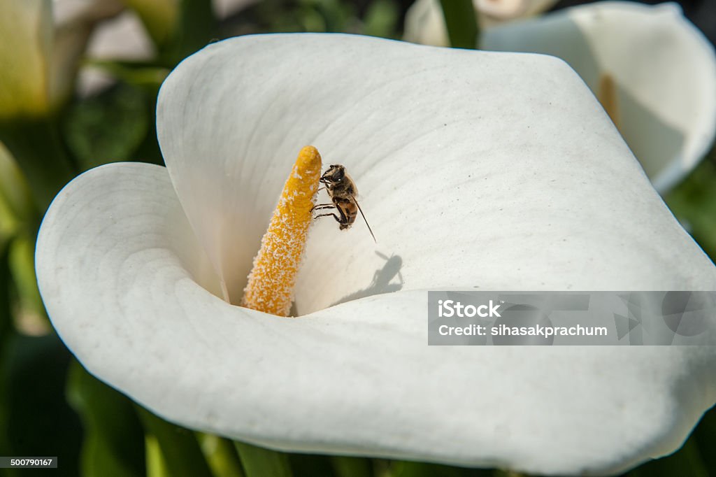 white calla lily Beautiful white Calla lilie with Bee in Sikkim,India. Animal Family Stock Photo