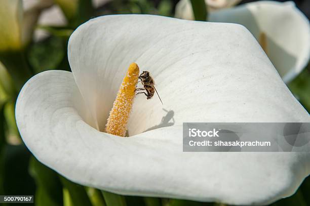 White Calla Lily Stock Photo - Download Image Now - Animal Family, Anniversary, Art