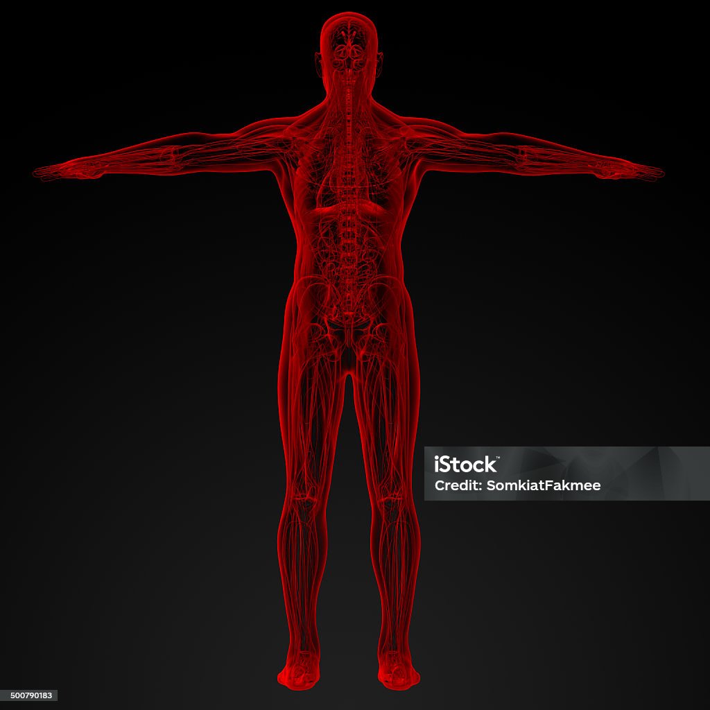 Male anatomy 3d render illustration of the Male anatomy - back view Anatomy Stock Photo