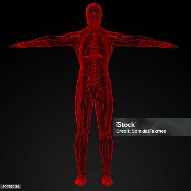 Male Anatomy Stock Photo - Download Image Now - Anatomy, Arthritis, Backache