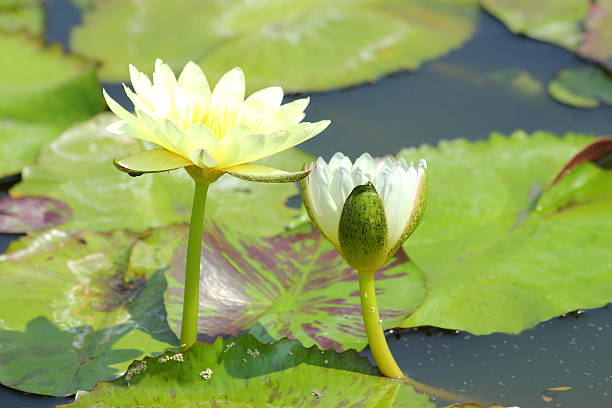 istock Lotus flower in the pond 500791175