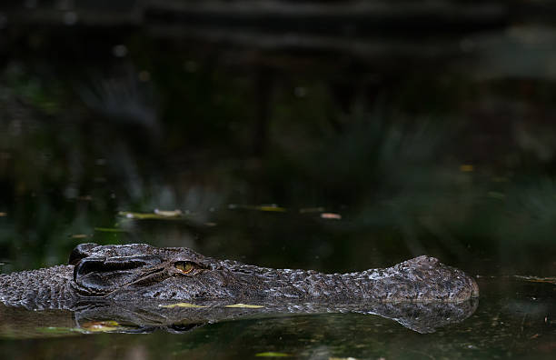 istock Saltwater Crocodile sits motionless in water, looks sinister 500791205
