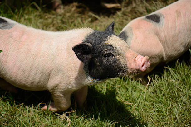 istock Vietnamese Pot Belly piglet 500791447