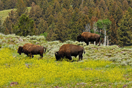 Wild bison in the Yellowstone national park during summers
