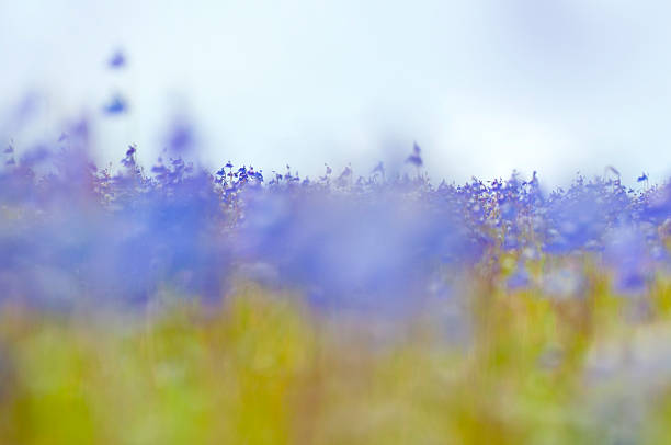 istock Wild Flowers , Beautiful meadow , Backgrounds 500791495