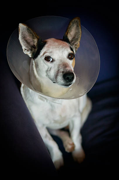 istock sad lonely dog after an operation 500791693