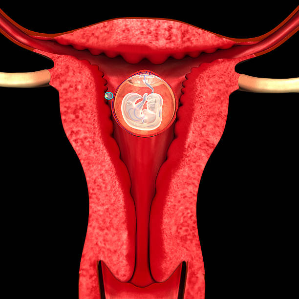 sistema riproduttivo femminile - animal uterus foto e immagini stock