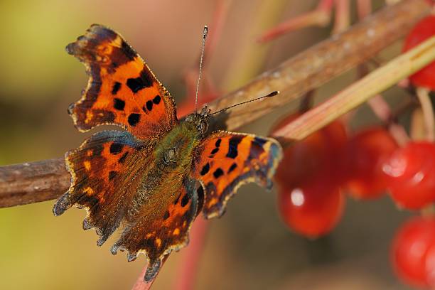 istock Polygonia c-album 500792369