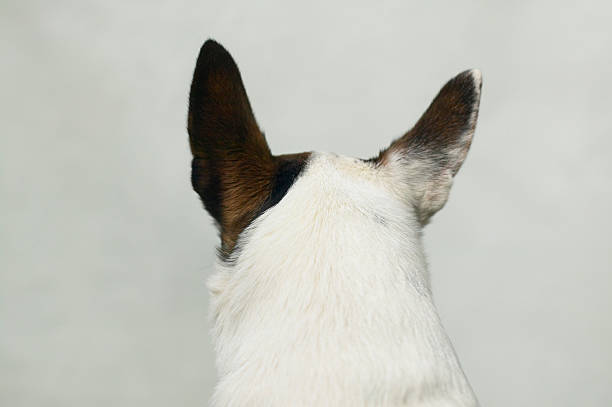 dogs head from behind stock photo