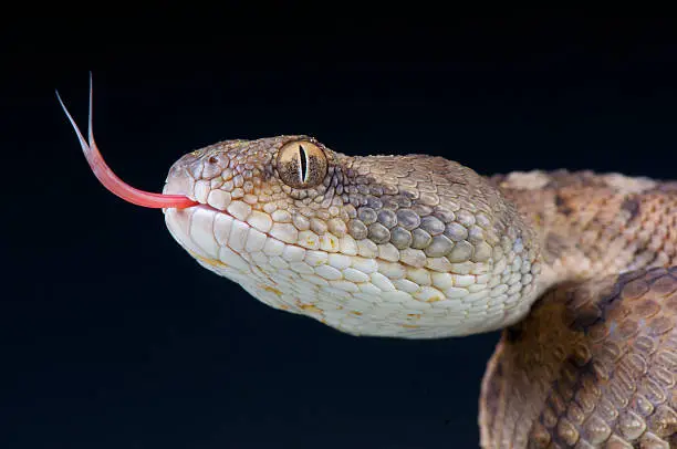 The Oman saw-scaled viper is a highly venomous desert species found on the Arabian peninsula.