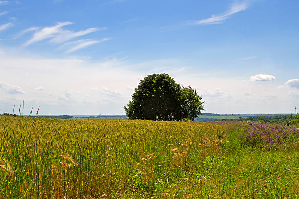 lonely tree на пшеничное поле - landscape tree field solitude стоковые фото и изображения