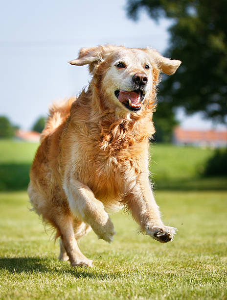 perro golden retriever - joy golden retriever retriever dog fotografías e imágenes de stock