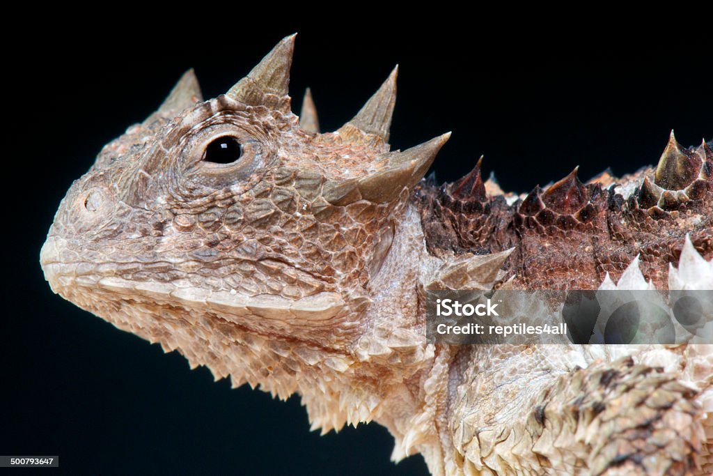 Brevicornis gigante lagarto/Phrynosoma asio - Foto de stock de Lagarto cornudo libre de derechos