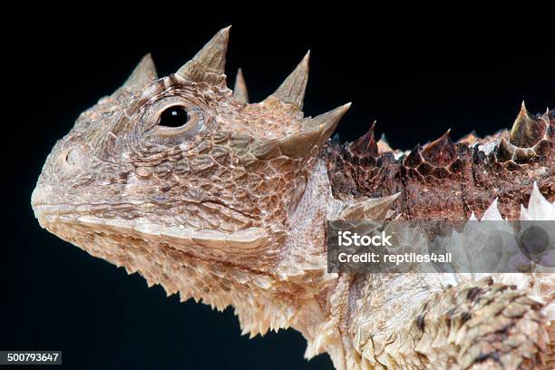 Brevicornis Gigante Lagartophrynosoma Asio Foto de stock y más banco de imágenes de Lagarto cornudo - Lagarto cornudo, Afilado, América Central