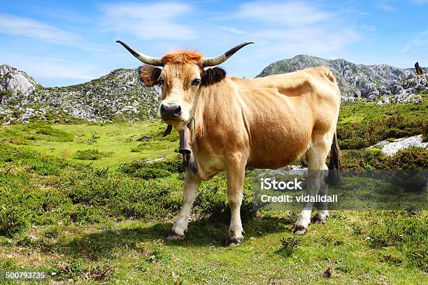 Photo libre de droit de Pittoresque De Nature Paysage Avec Vache banque d'images et plus d'images libres de droit de Agriculture - Agriculture, Alpes européennes, Bovin