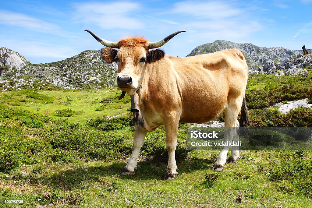 Picturesque natureza Paisagem com vacas. - Royalty-free Agricultura Foto de stock