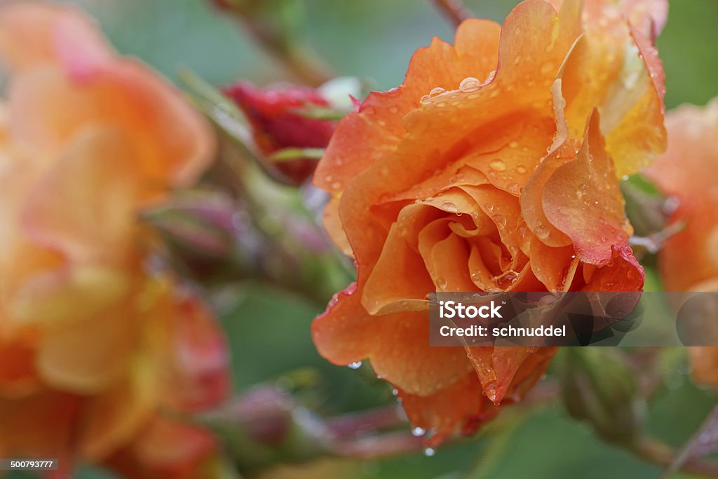 Rose with raindrops Rose flower westerland with raindrops,Eifel,Germany. Botany Stock Photo
