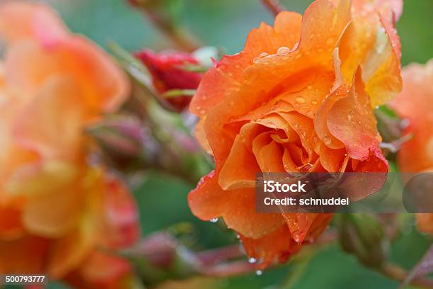 Rose With Raindrops Stock Photo - Download Image Now - Botany, Close-up, Extreme Close-Up