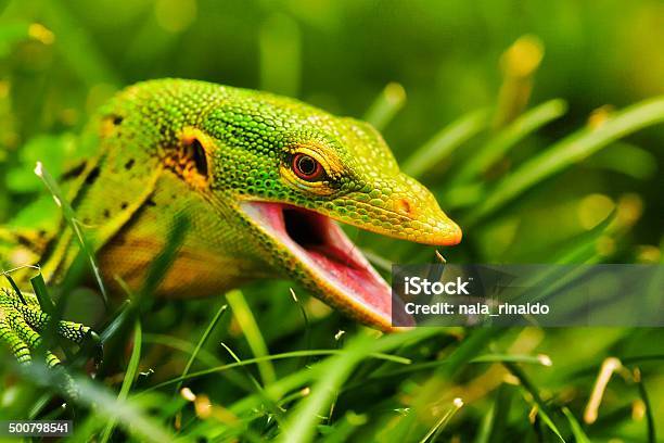 Indonesia New Guinea Close Up Of Biawak Pohon Stock Photo - Download Image Now