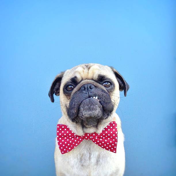 Portrait of a Pug dog wearing bow tie