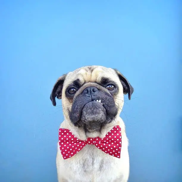Photo of Portrait of a Pug dog wearing bow tie