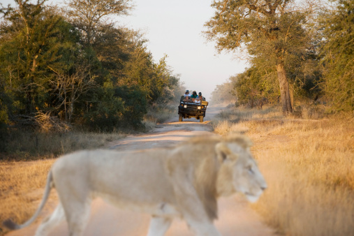 Beautiful lioness with a safari car in the background in Kenya, Nairobi National Park, near Nairobi, Kenya, February 7, 2024.