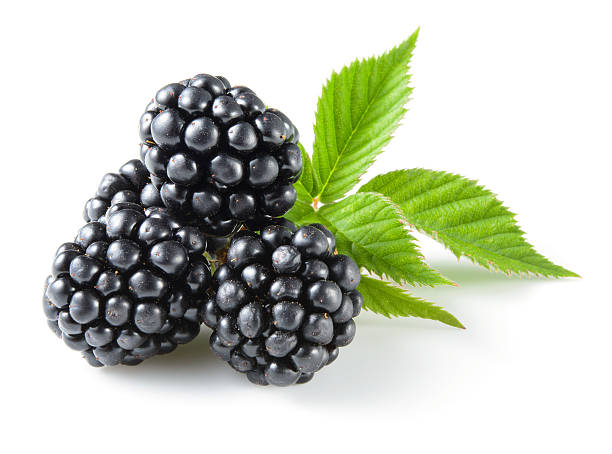 blackberry con deja aislado en blanco. - blackberry fotografías e imágenes de stock