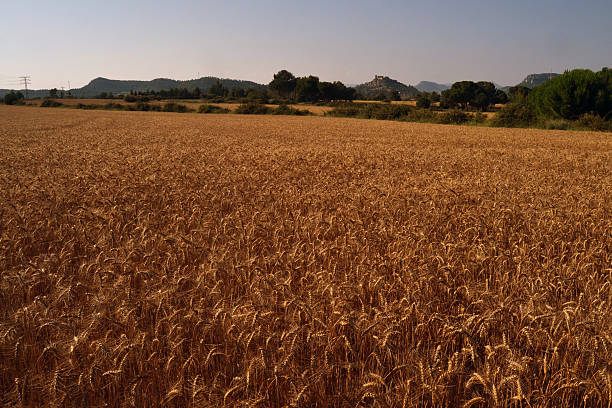 istock Field of cereal. 500799482