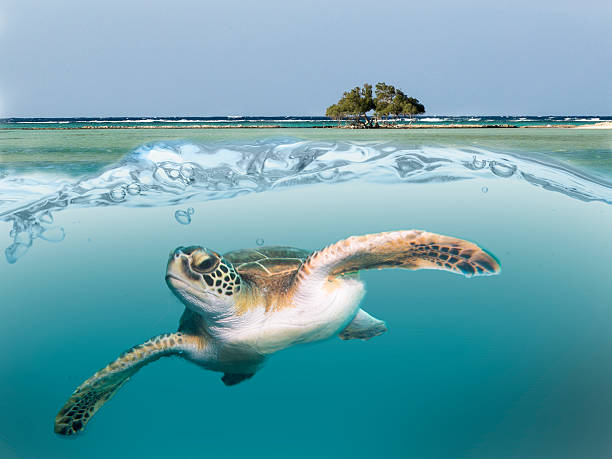 istock Sea turtle surfing in the sea 500801220